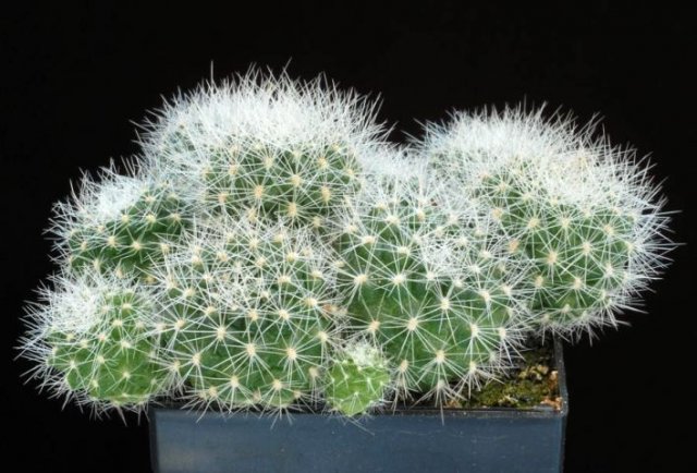 Rebutia_melachlora